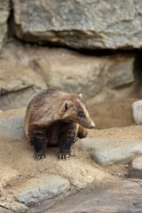 振り向く泥だらけのニホンアナグマ