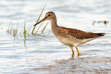 The greater yellowlegs wait for high tide to catch small fish and invertebrates