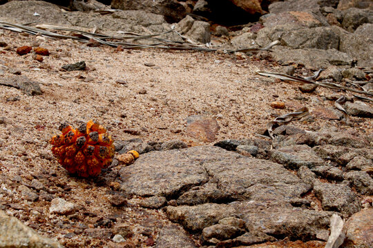Moodu Keyiya (Screw Pine) Fruit on the Rocky Shore of Rumassala