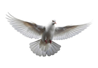 Obraz premium transparent dove, immaculate feathers, wings spread in powerful arc mid-air, three-quarter view, isolated on deep black, no shadows, high-key studio lighting, concept of peace and freedom