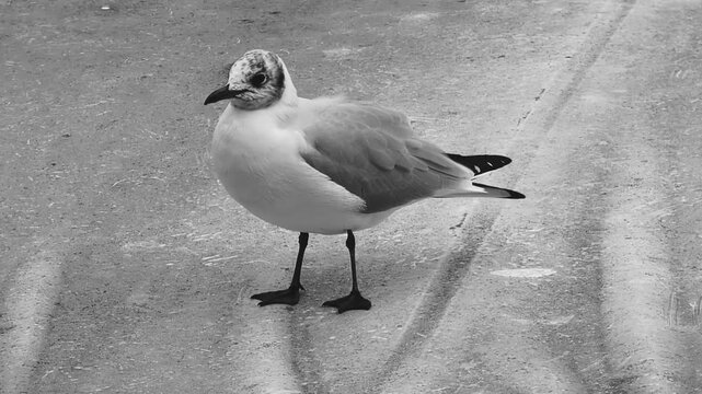 Une mouette se prom&egrave;ne sur un bateau qui tangue sur les flots de la Seine.