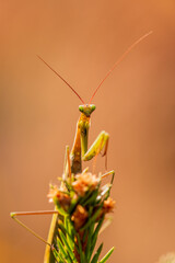 Closeup macro portrait of mantis
