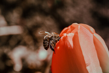 Closeup photography of a bee