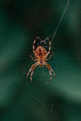 Isolated image of a spider 