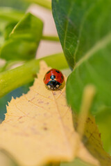 Closeup image of ladybug