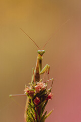 Closeup macro portrait of mantis