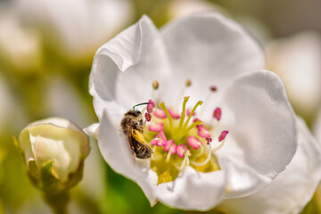 Closeup photography of a bee