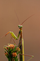 Closeup macro portrait of mantis