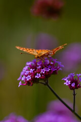 Closeup image of butterfly