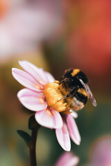 Closeup photography of a bee