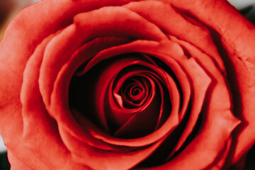 Closeup image of rose