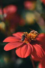 Closeup photography of a bee