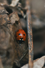 Closeup image of ladybug