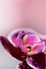 Closeup image of Orchid