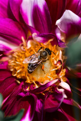 Closeup photography of a bee