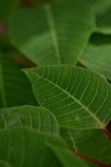 Closeup of leaves