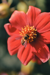 Closeup photography of a bee