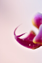 Closeup image of Orchid