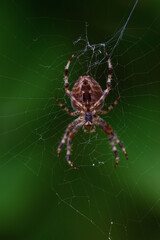 Isolated image of a spider 