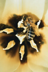 Closeup photography of a bee