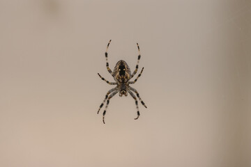 Isolated image of a spider 
