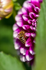 Closeup photography of a bee