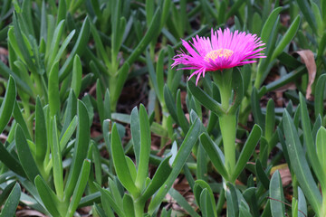 Obraz premium Carpobrotus flower with pink petals, close-up