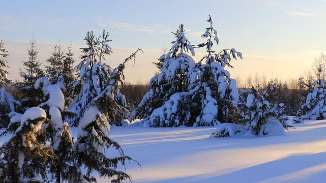 evening sunset in a winter snowy forest in northeastern Europe