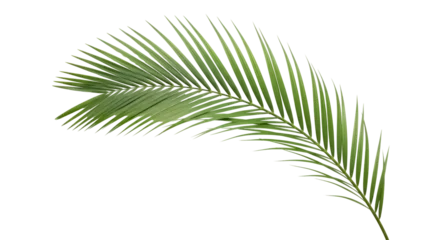 Fotobehang Tropisch Green palm leaf PNG isolated on transparent background, tropical foliage for summer design and exotic vacation themes  © Viktor
