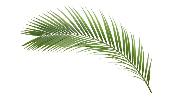 Green palm leaf PNG isolated on transparent background, tropical foliage for summer design and exotic vacation themes