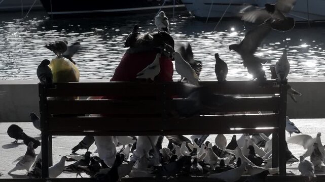 Man sitting on park bench next to a marina feeding pigeons