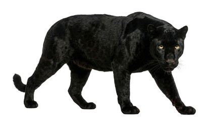 Fototapeta premium Powerful Black Panther Crouching and Stalking Isolated on White Background, Majestic Melanistic Leopard Wildlife Portrait, Predatory Big Cat Character Concept for Branding and Cinema