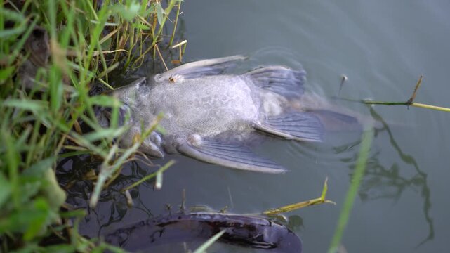 dead fish on surface of the lake 
