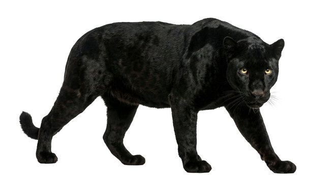 Powerful Black Panther Crouching and Stalking Isolated on White Background, Majestic Melanistic Leopard Wildlife Portrait, Predatory Big Cat Character Concept for Branding and Cinema
