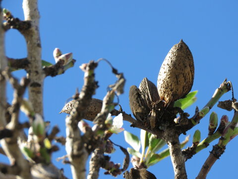 Almond on tree