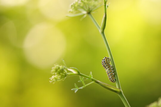un bruco di farfalla macaone su un fiore al tramonto