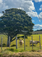 Obraz premium Cows in pasture under large tree behind fence on sunny day