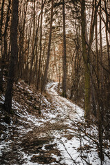 Naklejka premium Winding snow-covered forest path leading through tall slender trees on a steep hillside in a serene winter landscape
