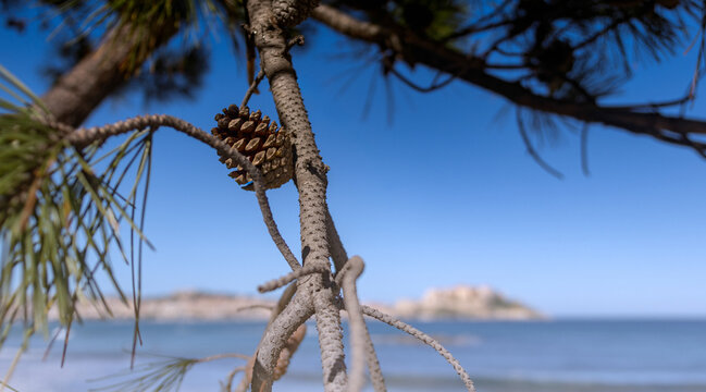 Calvi en arri&egrave;re plan . Vu depuis un pin 