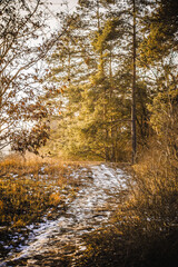 Obraz premium Snowy forest path winding through a bright pine woodland illuminated by warm golden sunlight on a winter day