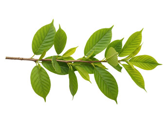 Fototapeta premium Slender woody brown branch with vibrant green leaves and distinct veins, isolated on a transparent high-key background with shadowless studio light. Concept of botanical specimen study