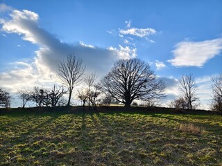 silhouettes of trees on the horizon of a field