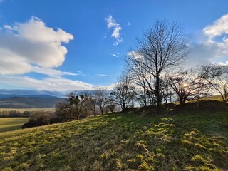 silhouettes of trees on the horizon of a field
