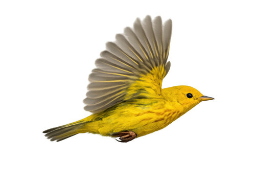 Yellow warbler bird in flight, spreading wings for upward movement, transparent background isolating animal