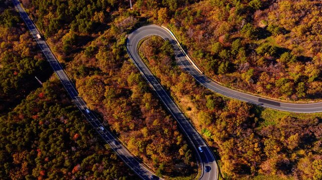 High angle aerial shot of a serpentine road with sharp turns passing through a dense forest with autumn foliage colors, featuring several white cars.