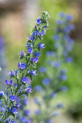 Obraz premium Close up of vipers bugloss (echium vugare) flowers in bloom