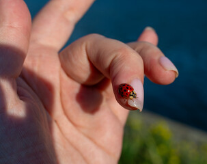 Detailed macro photo of a red spotted ladybug perched on a human fingernail against a soft blue background. Natural insect wildlife concept showing delicate legs, shiny elytra, and gentle handling out