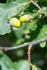 Close up of acorns on an English oak (quercus robur) tree