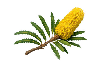 Naklejka premium Banksia flower spike showcasing vibrant yellow petals and green serrated leaves on a brown branch, transparent background