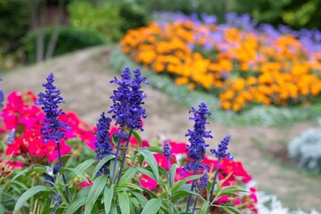 Obraz premium Close up of mealycup sage (salvia farinaceae) flowers in bloom